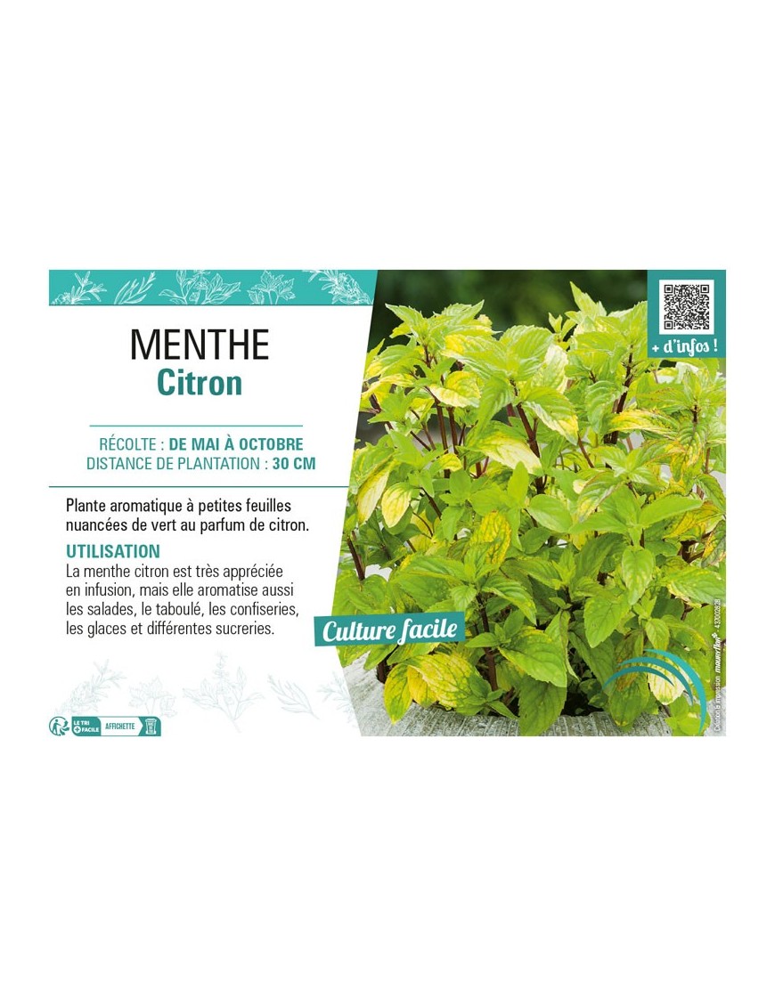 MENTHE CITRON