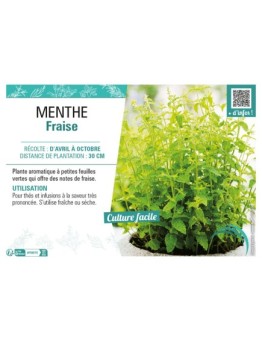 MENTHE FRAISE