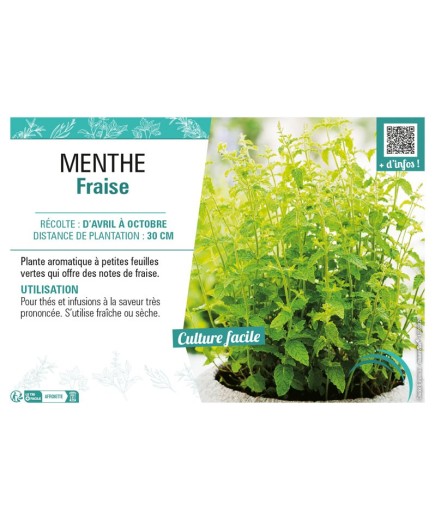 MENTHE FRAISE