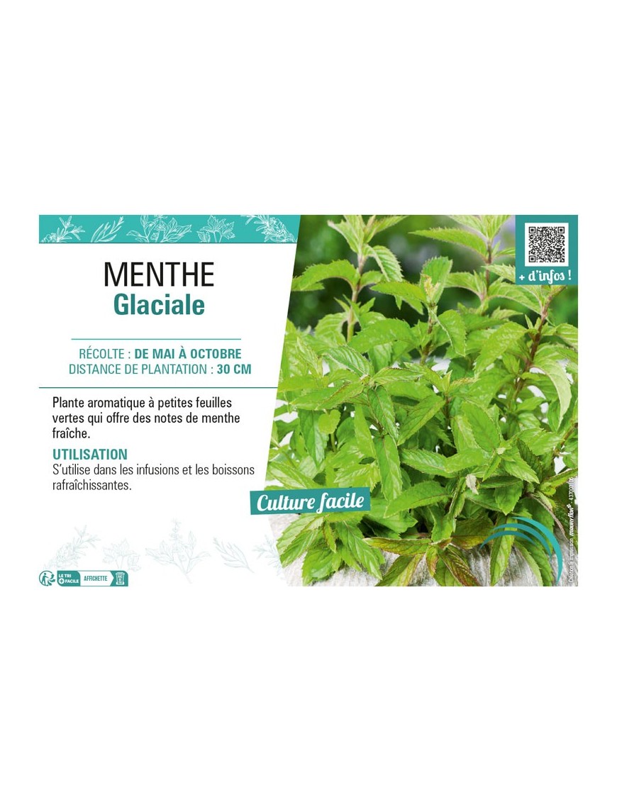MENTHE GLACIALE