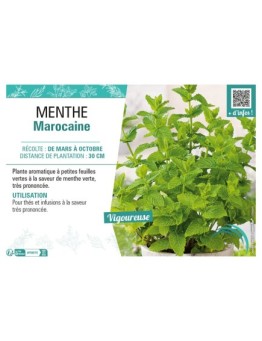 MENTHE MAROCAINE