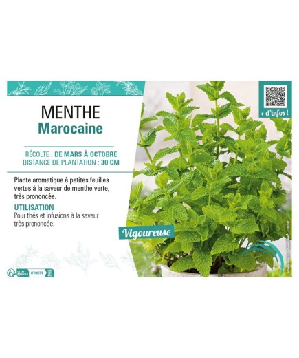 MENTHE MAROCAINE