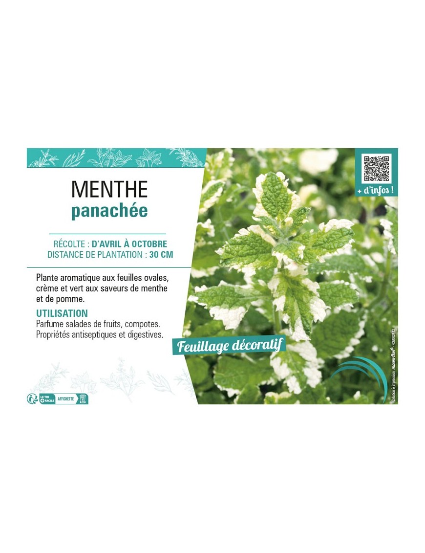 MENTHE PANACHÉE