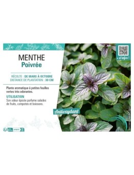 MENTHE POIVRÉE
