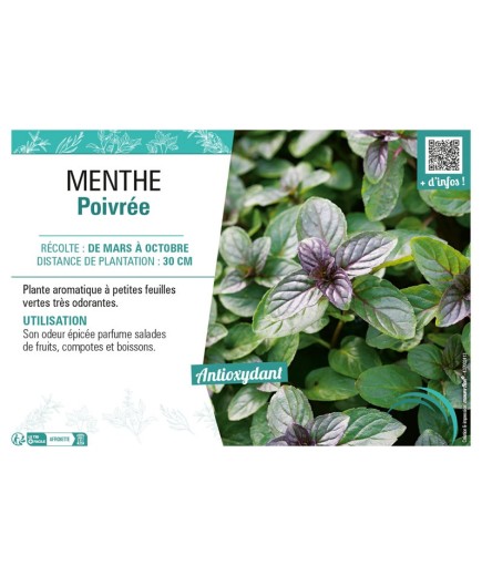 MENTHE POIVRÉE