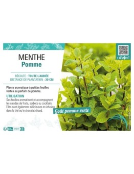 MENTHE POMME