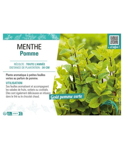 MENTHE POMME