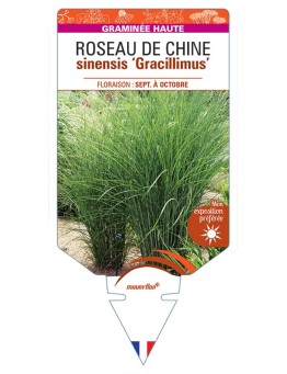 MISCANTHUS sinensis ‘Gracillimus’ voir ROSEAU DE CHINE *