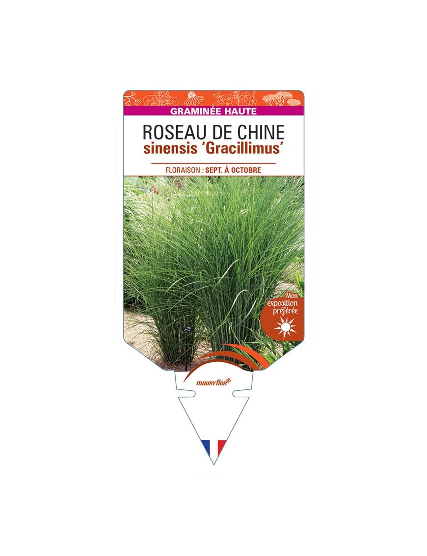 MISCANTHUS sinensis ‘Gracillimus’ voir ROSEAU DE CHINE *