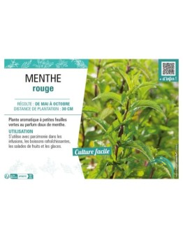 MENTHE ROUGE