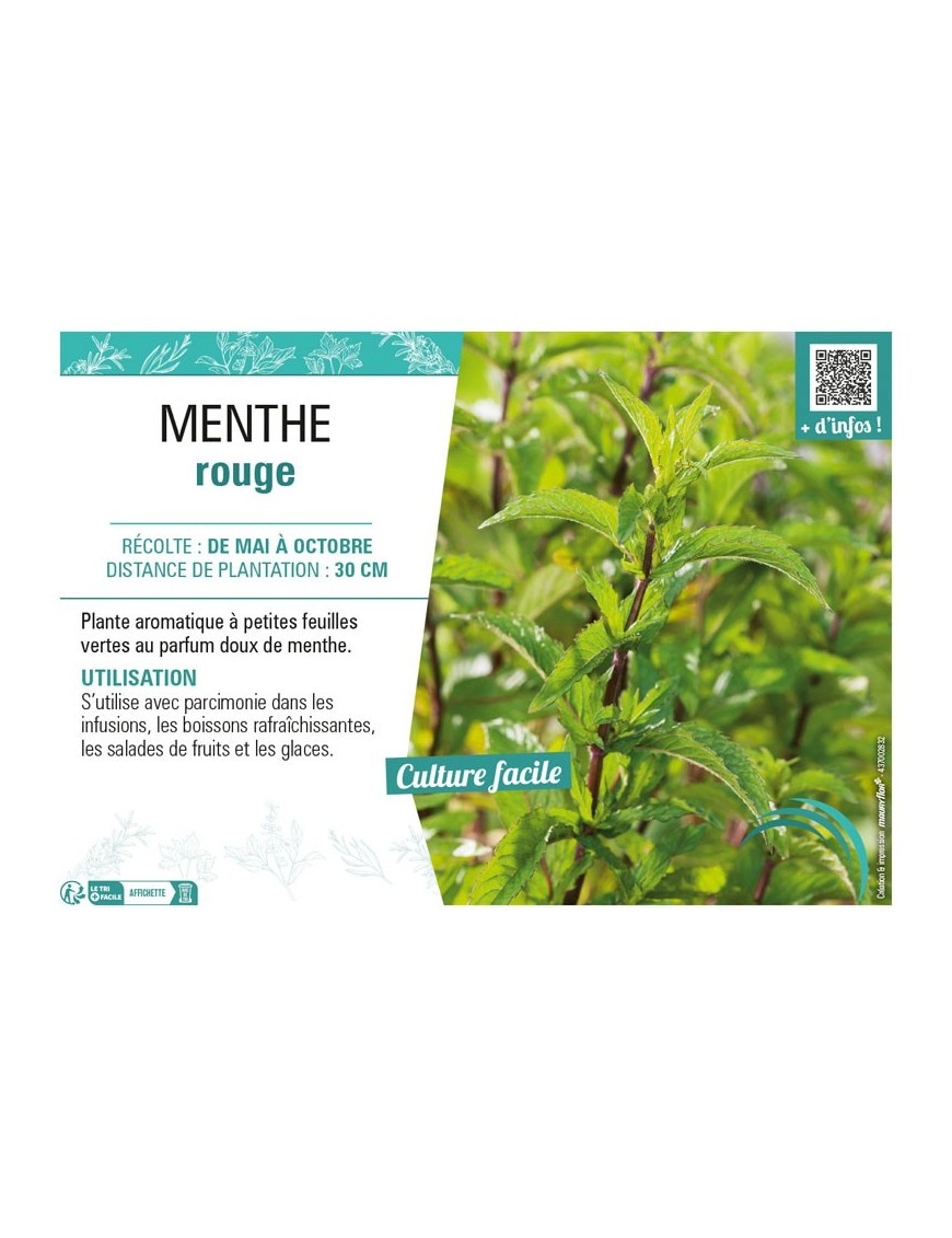 MENTHE ROUGE