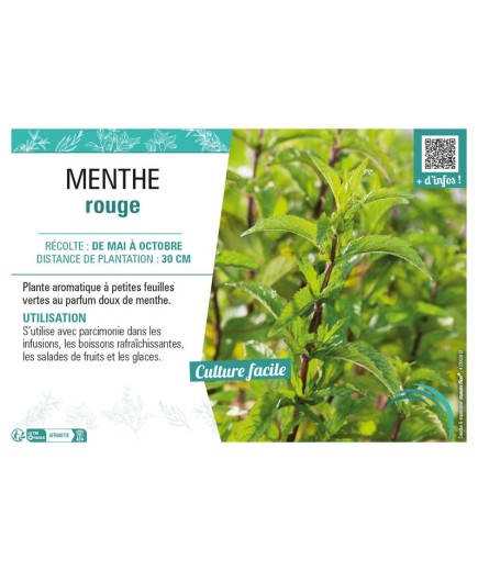 MENTHE ROUGE