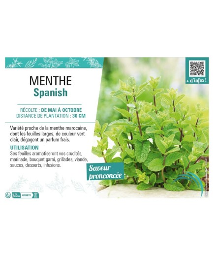 MENTHE SPANISH