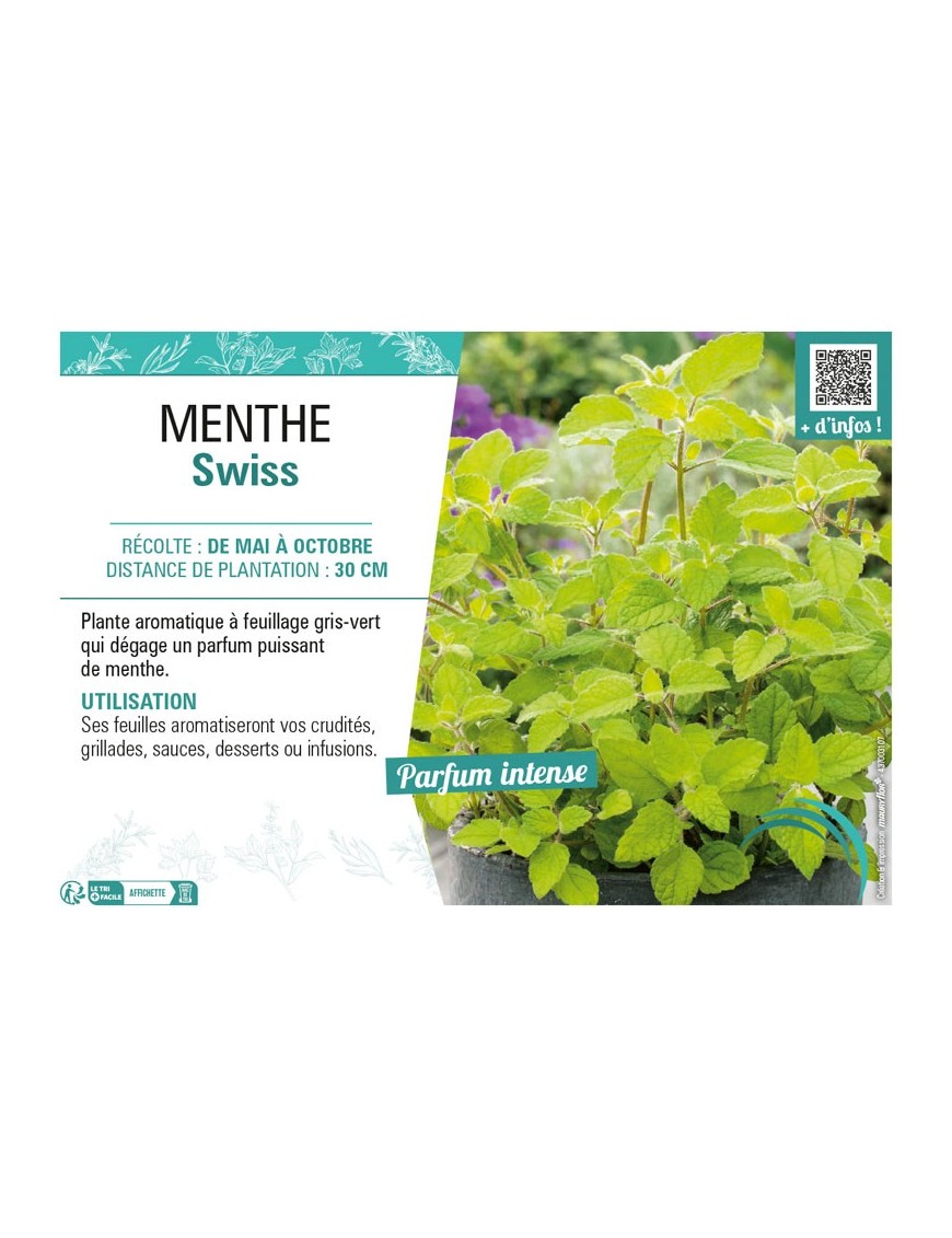 MENTHE SWISS