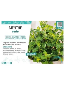 MENTHE VERTE
