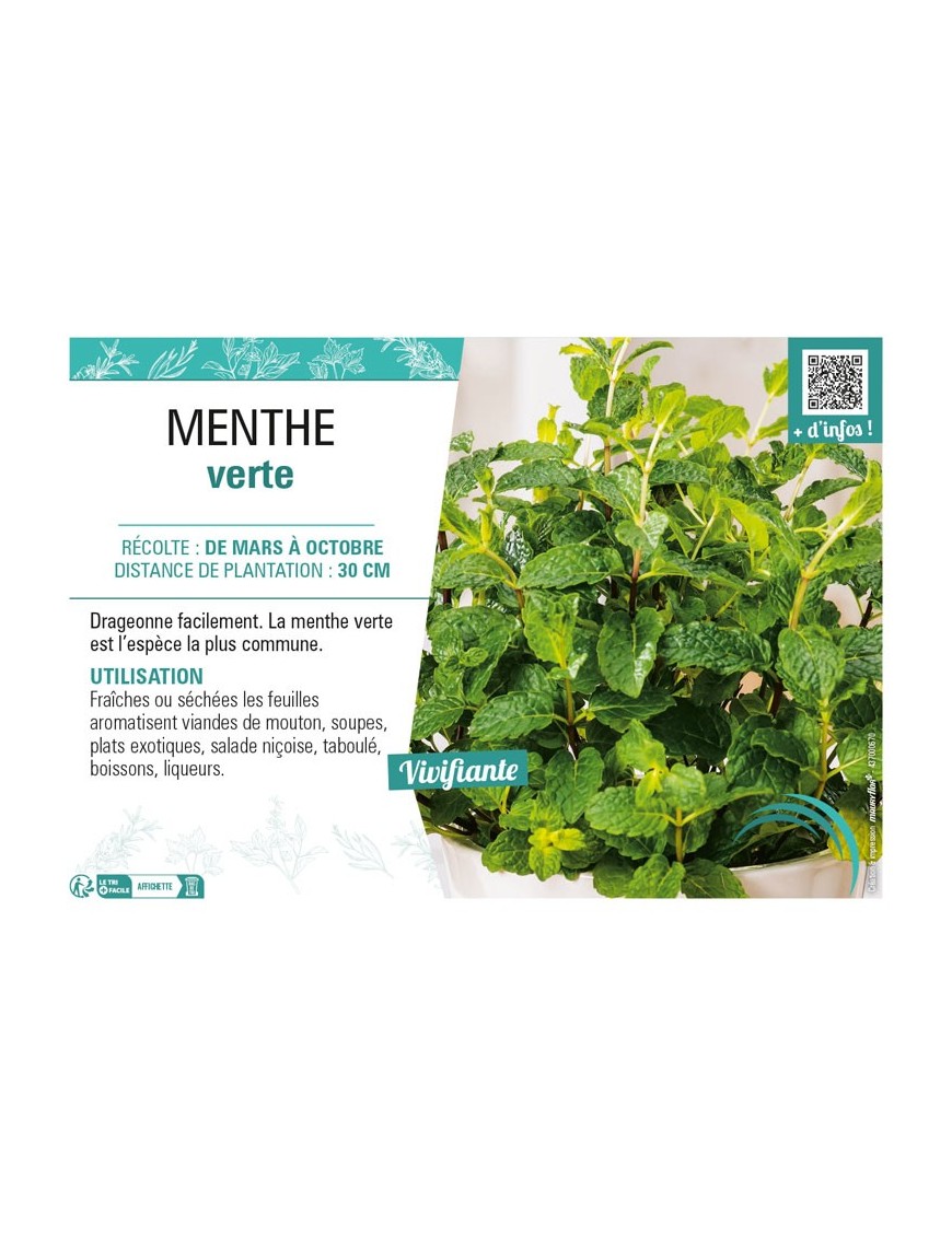 MENTHE VERTE