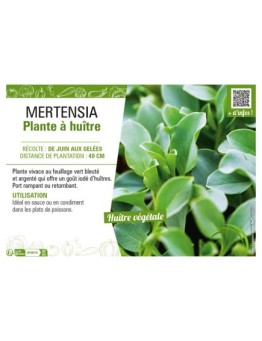 MERTENSIA PLANTE À HUÎTRE