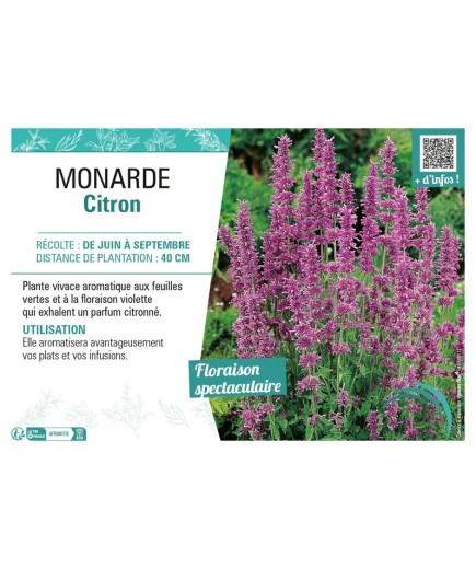 MONARDE CITRON