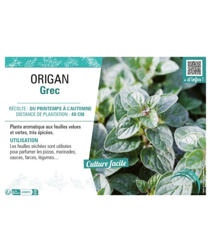 ORIGAN GREC