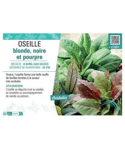 OSEILLE BLONDE, NOIRE ET POURPRE