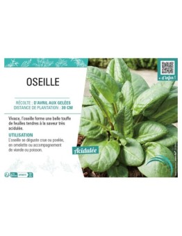 OSEILLE (VERTE)