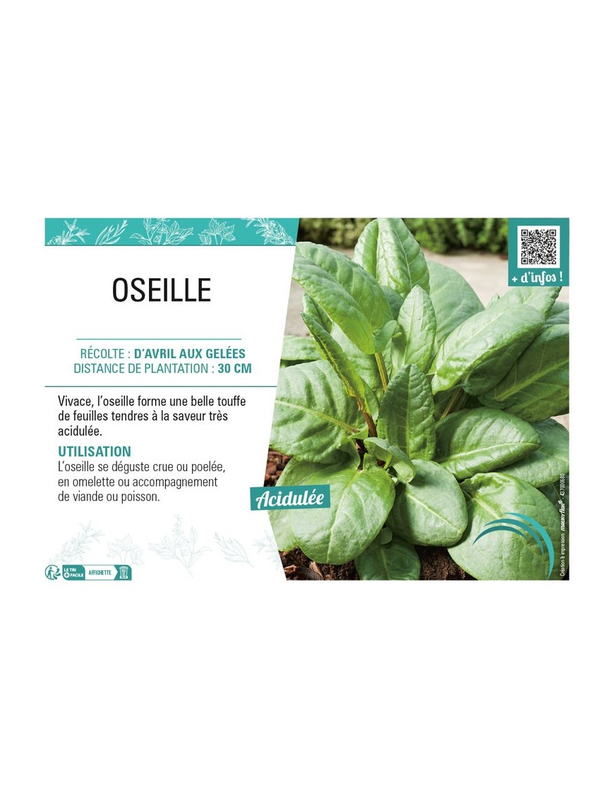 OSEILLE (VERTE)