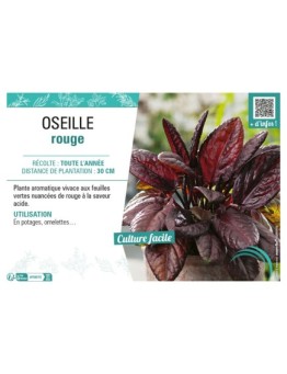 OSEILLE ROUGE