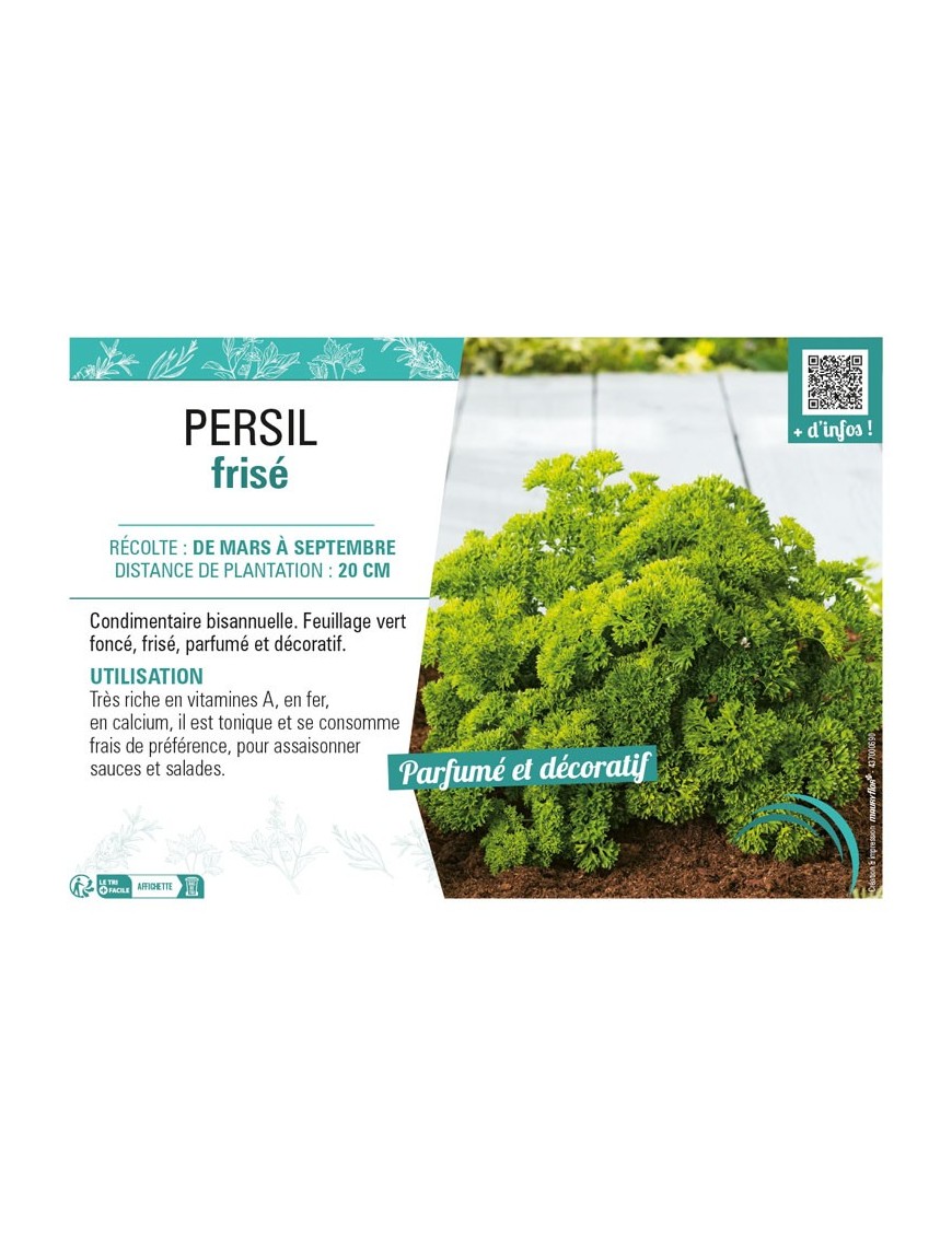 PERSIL FRISÉ