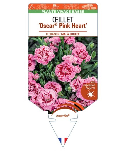 DIANTHUS deltoides Oscar® Pink Heart voir Œillet