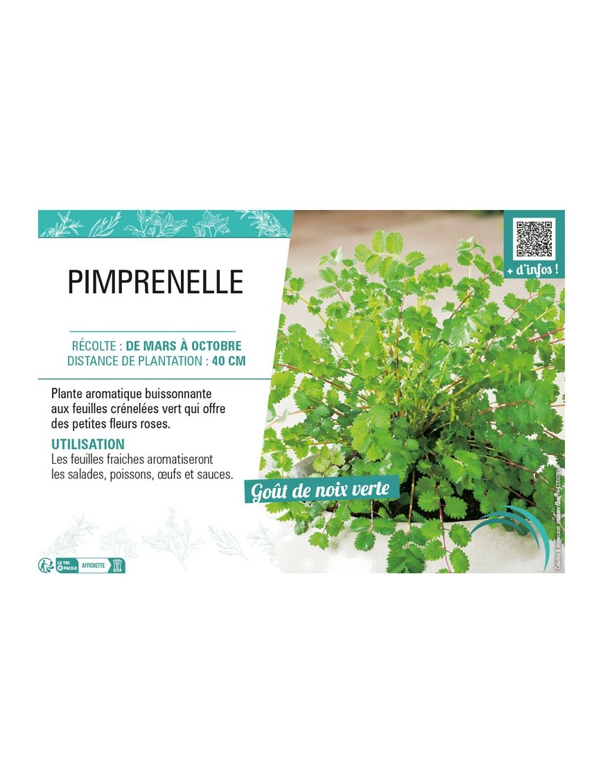 PIMPRENELLE