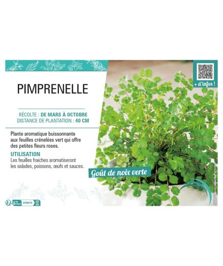 PIMPRENELLE