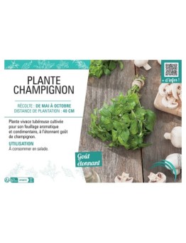 PLANTE CHAMPIGNON