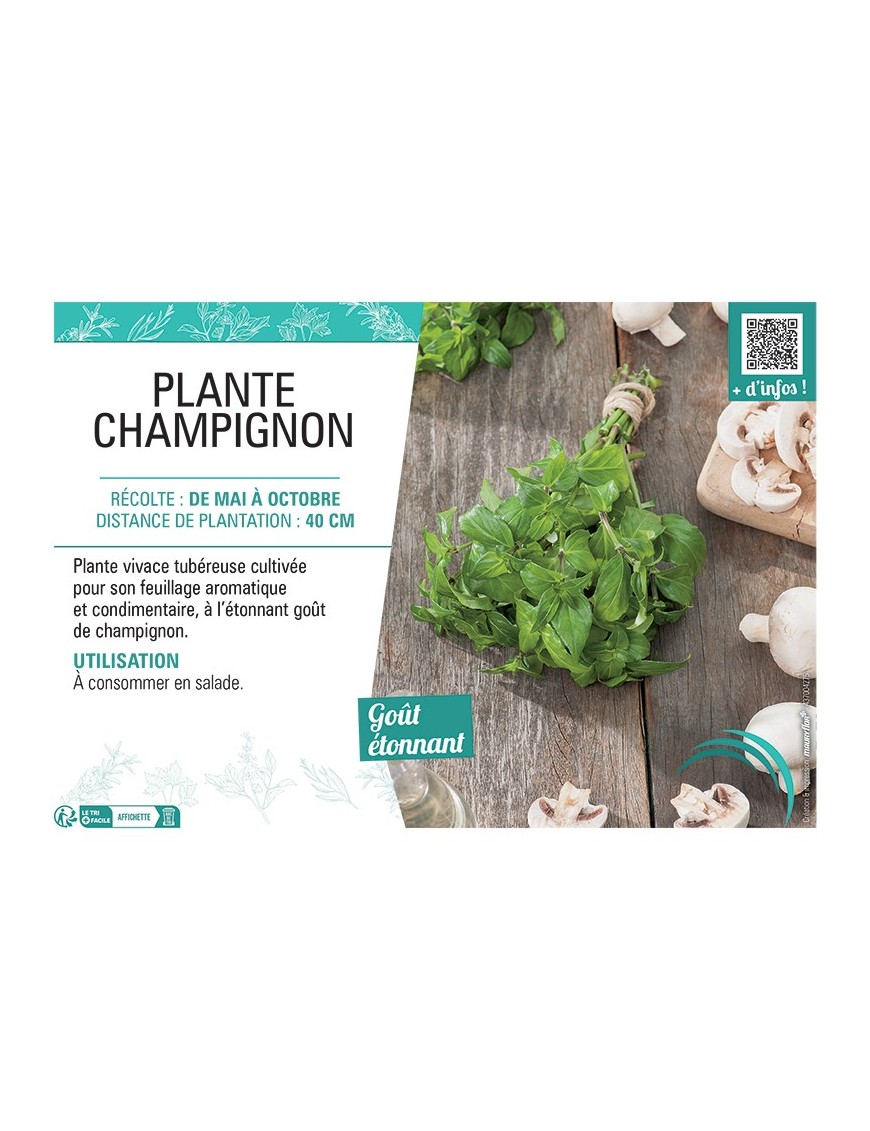PLANTE CHAMPIGNON