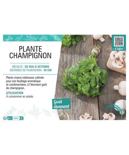 PLANTE CHAMPIGNON