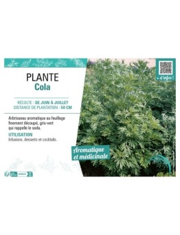 PLANTE COLA