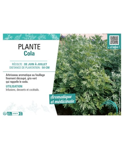 PLANTE COLA