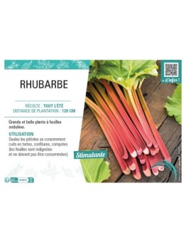 RHUBARBE