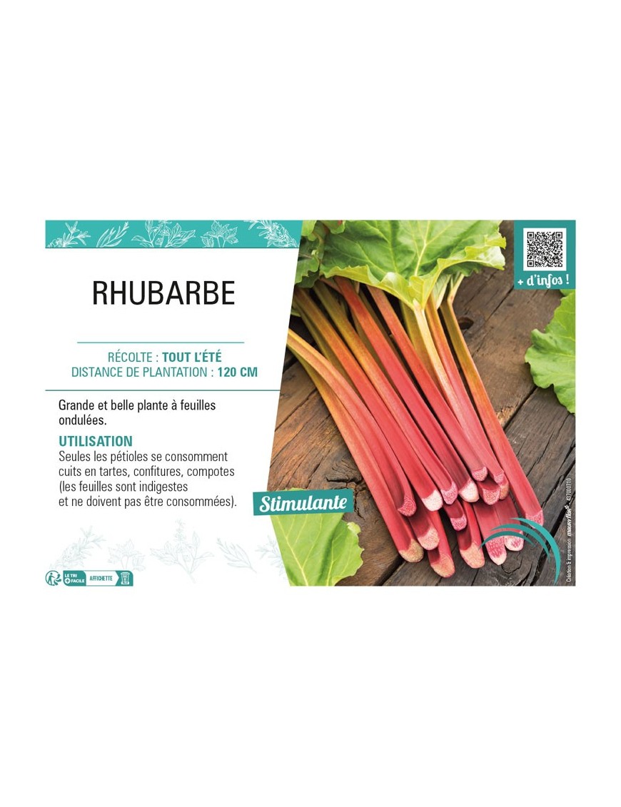 RHUBARBE