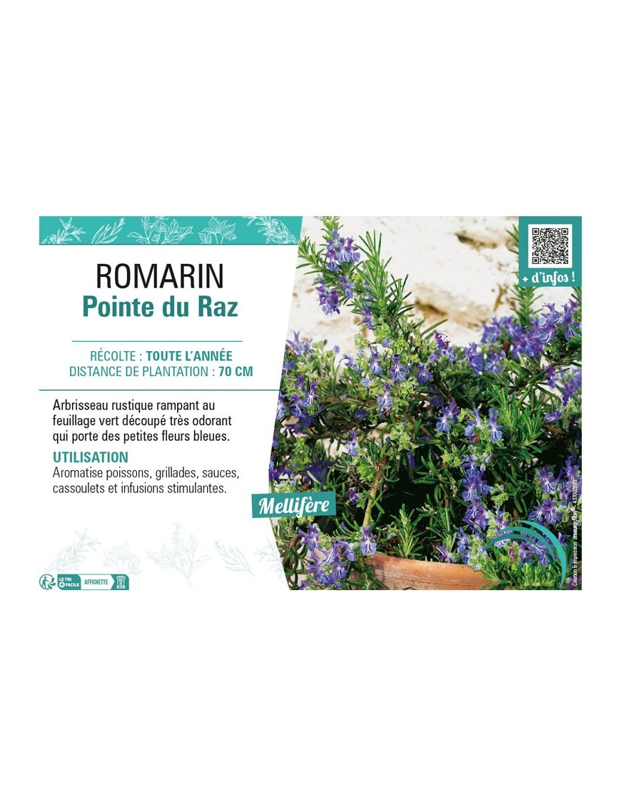 ROMARIN POINTE DU RAZ