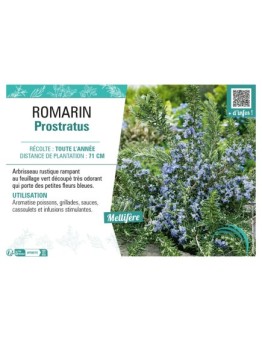 ROMARIN PROSTRATUS