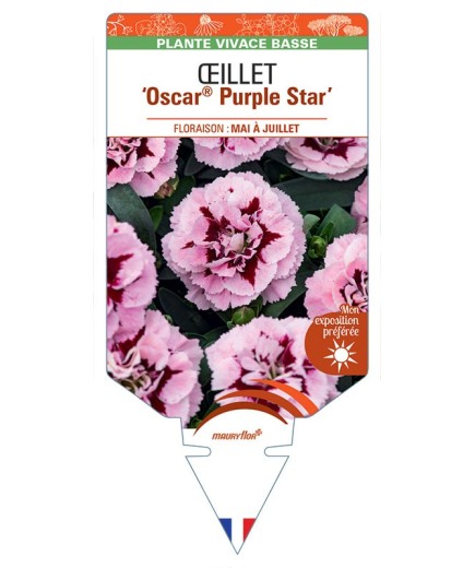 DIANTHUS deltoides Oscar® Purple Star voir Œillet