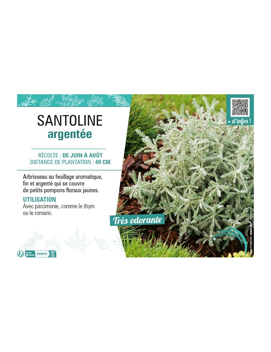 SANTOLINE ARGENTÉE