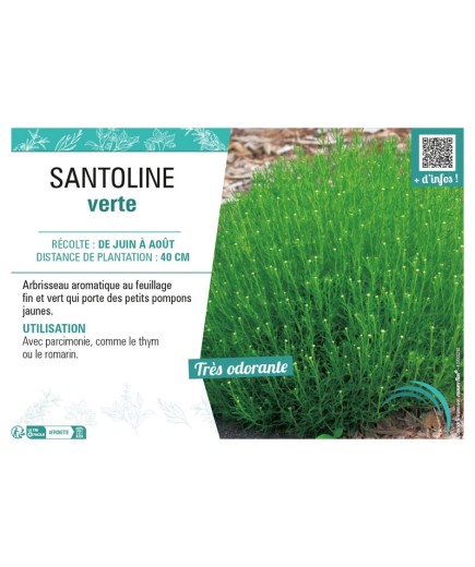 SANTOLINE VERTE