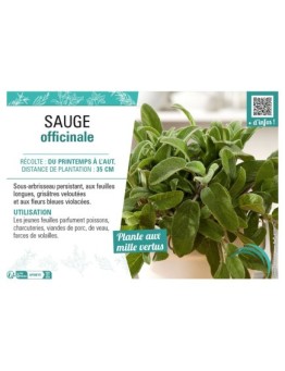 SAUGE OFFICINALE