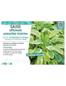 SAUGE OFFICINALE PANACHÉE ICTERINA
