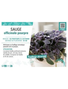 SAUGE OFFICINALE POURPRE