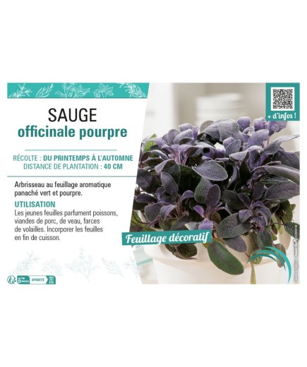SAUGE OFFICINALE POURPRE