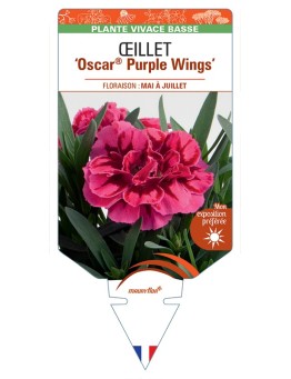 DIANTHUS deltoides Oscar® Purple Wings voir Œillet à delta