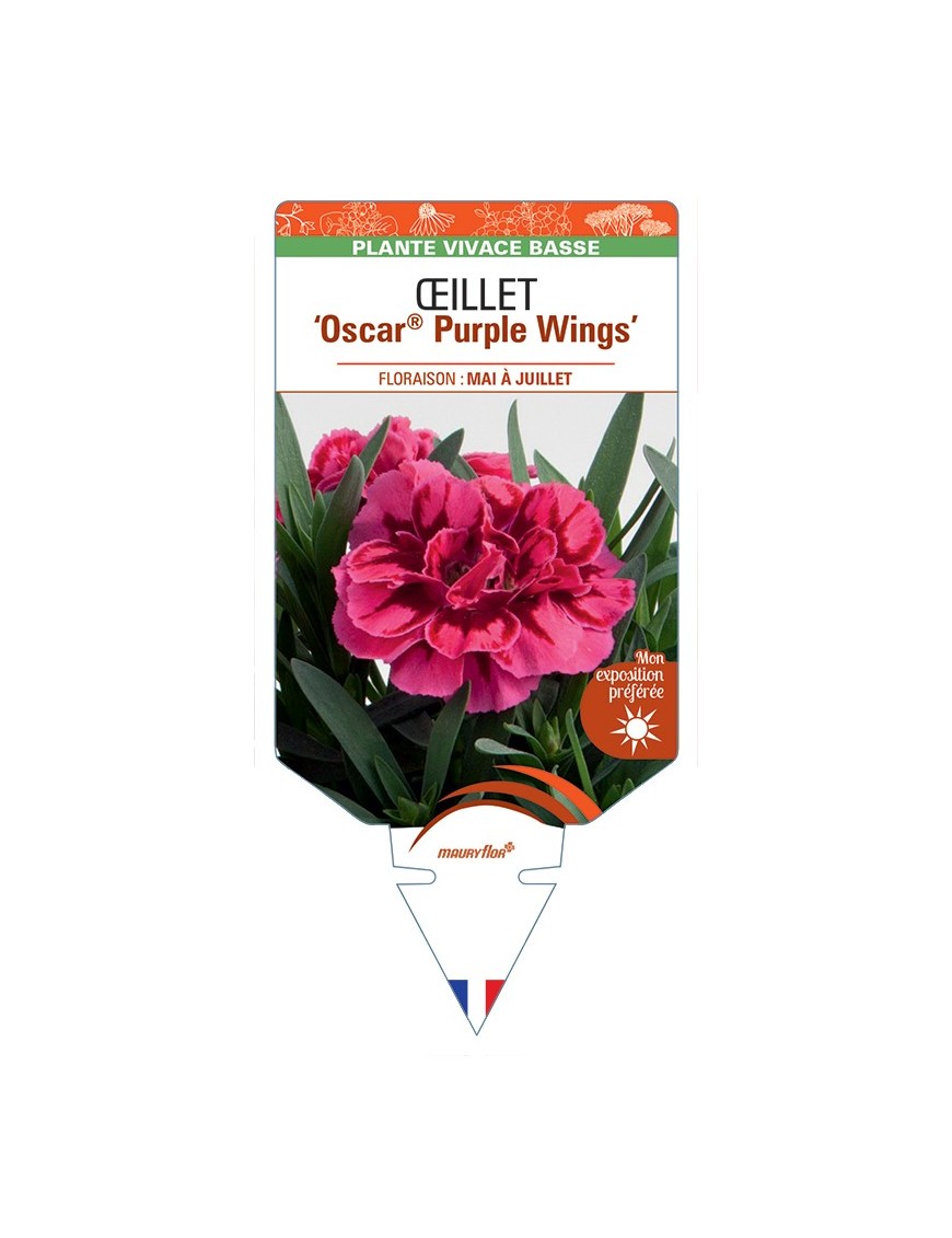 DIANTHUS deltoides Oscar® Purple Wings voir Œillet à delta