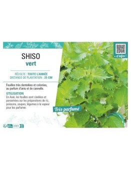 SHISO VERT